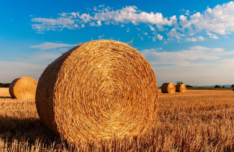 Skąd zaczerpniemy wiedzę o odchwaszczeniu kukurydzy?