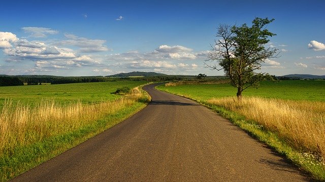 Jak rozpoznać pierwsze objawy chorób grzybowych w zbożach?